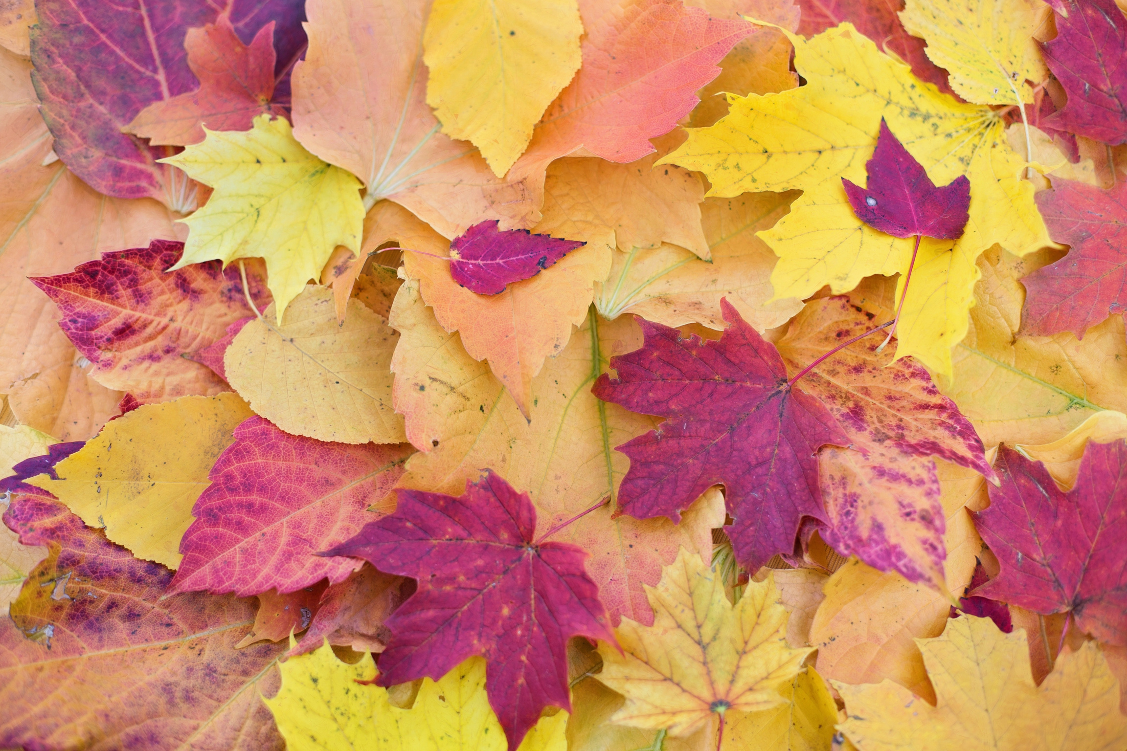 Autumn Leaves Background